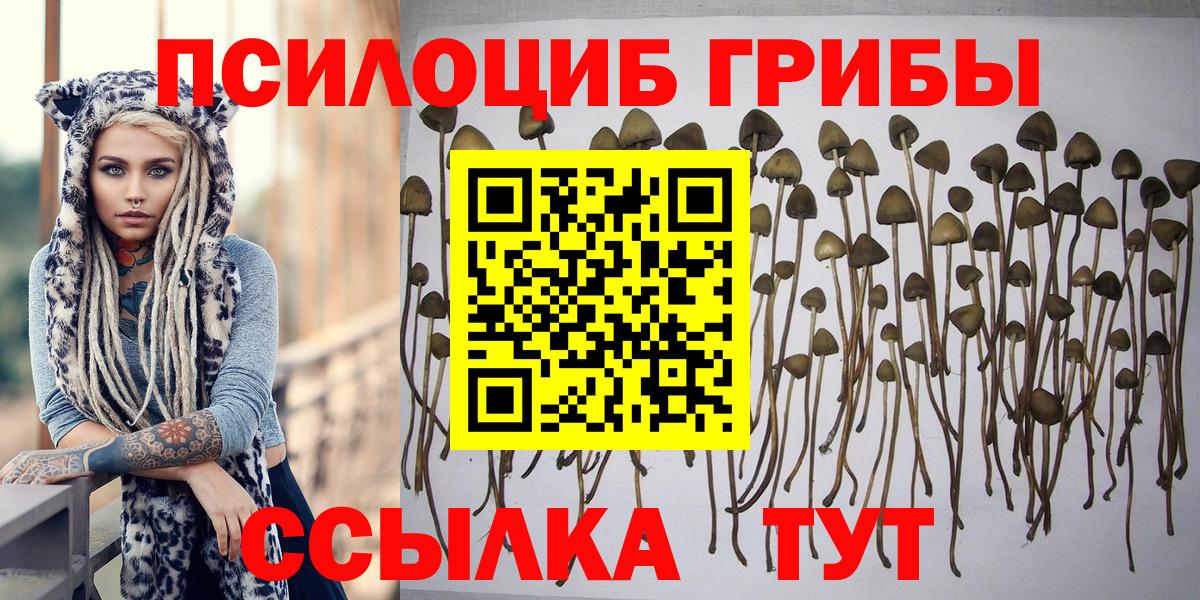 Галлюциногенные грибы Psilocybe  Вход с VPN  закладки  Волгоград 
